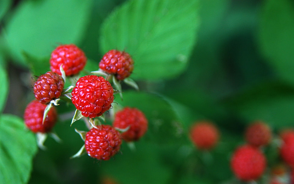red rasberries HD wallpaper
