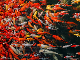school of koi fish, National Geographic, fish HD wallpaper