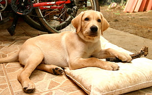 yellow Labrador Retriever lying outdoor HD wallpaper
