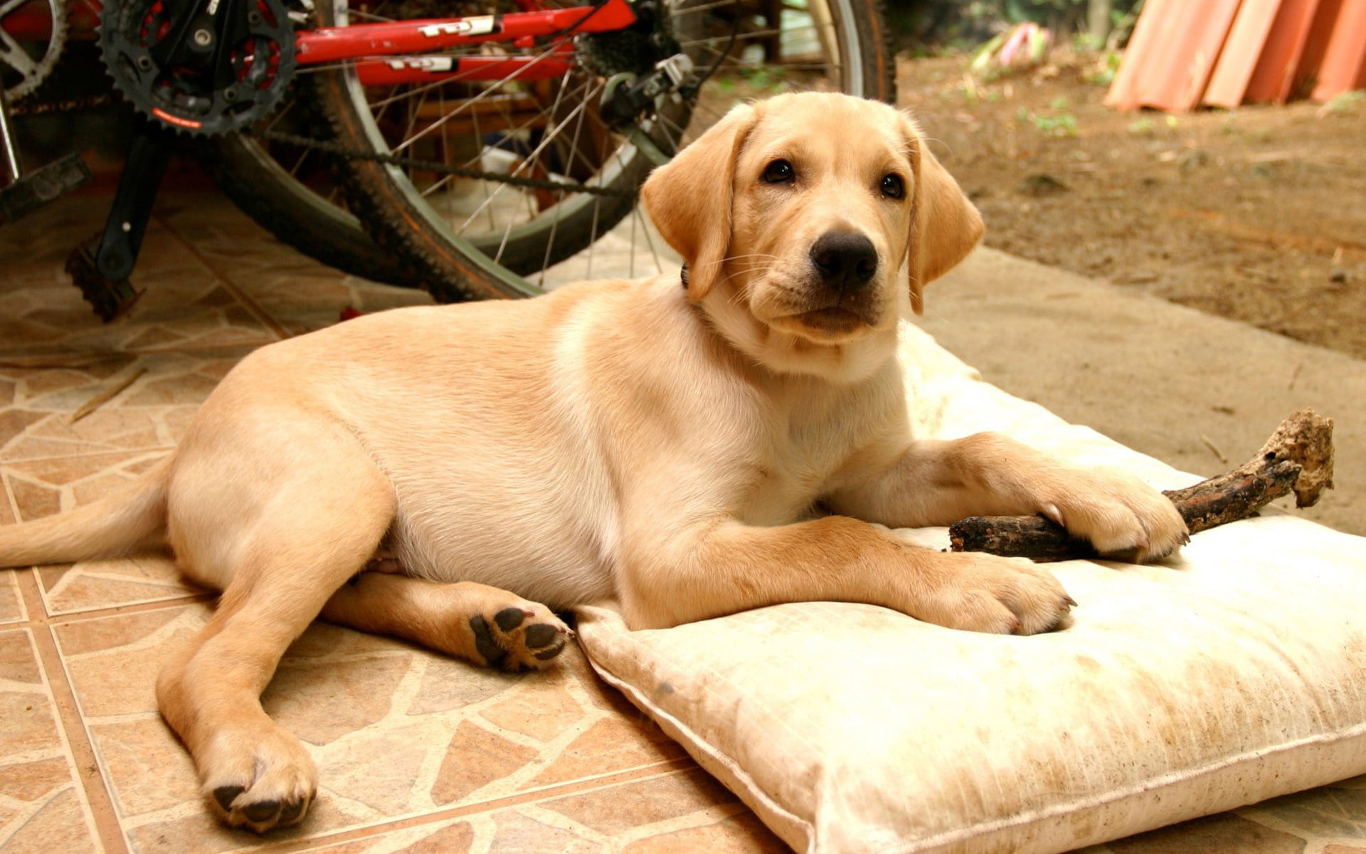 yellow Labrador Retriever lying outdoor