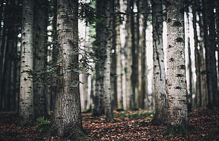 birch trees, forest, trees