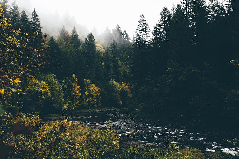 landscape photography of pine trees HD wallpaper