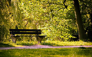 brown wooden bench near on green leafed trees during daytime