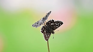 macro photography of two black butterflies HD wallpaper