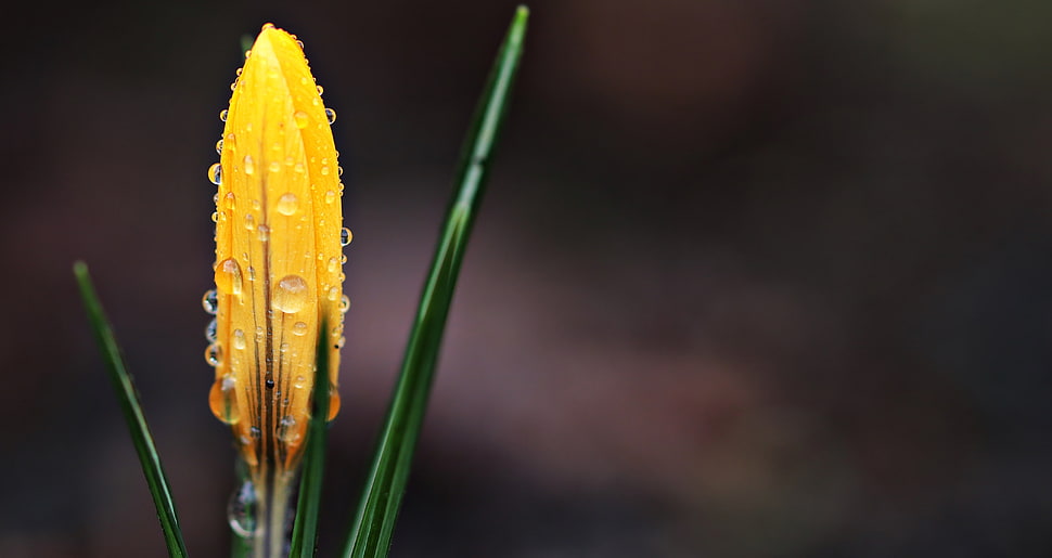 yellow flower micro photo HD wallpaper