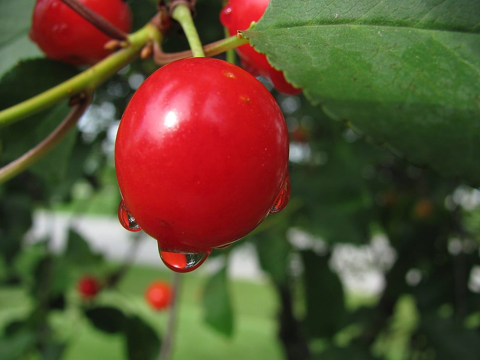 closed up shot of red cherry HD wallpaper