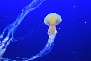 underwater photography of white and yellow Jellyfish