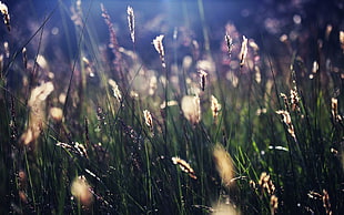 tilt shift photography of grasses during daytime HD wallpaper