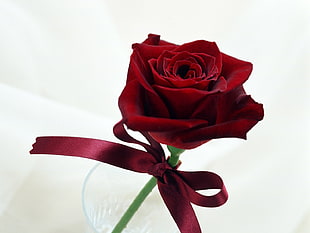red Rose flower