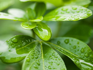 ovate green leaf plant
