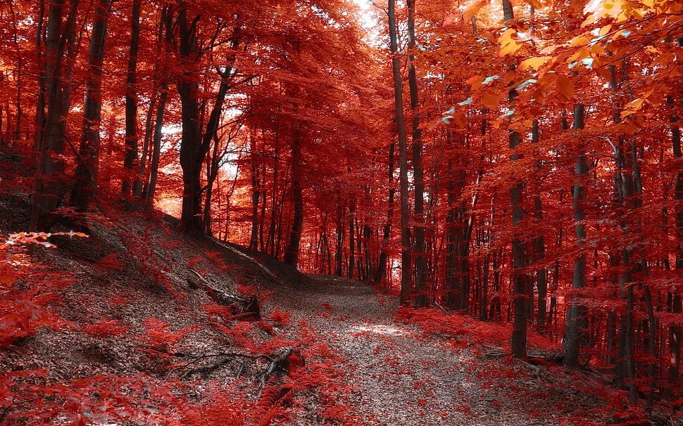maple leaf trees HD wallpaper