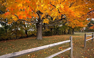 grey wooden fence on top orange leaves during daytime HD wallpaper