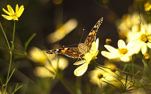 selective photography of painted lady butterfly on yellow petaled flower