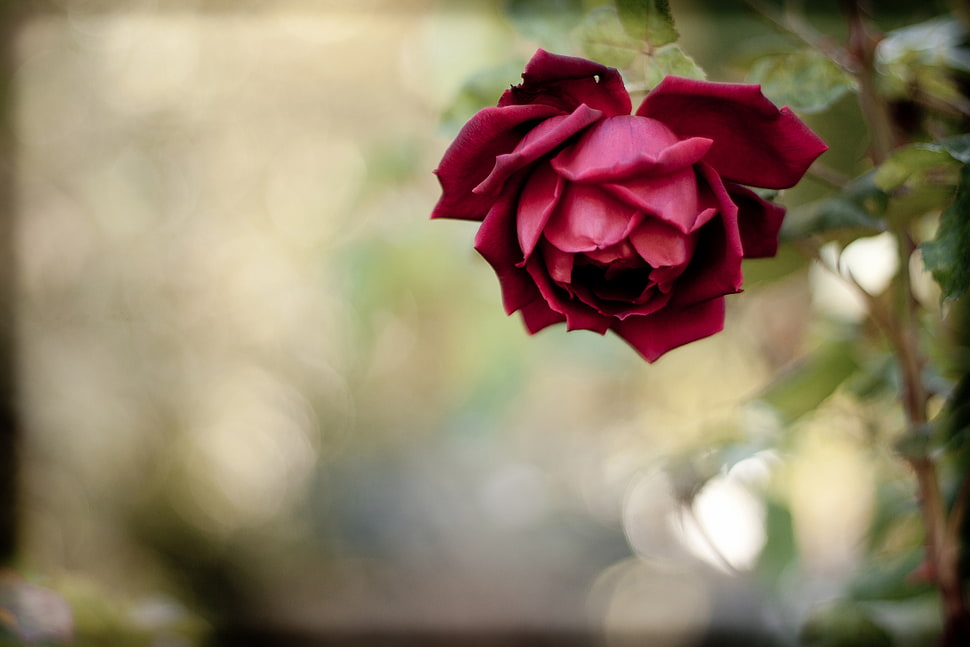 selective focus photography of red Rose flower HD wallpaper