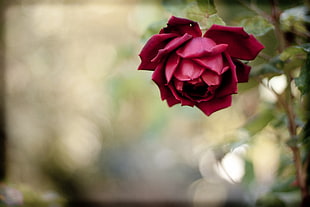 selective focus photography of red Rose flower