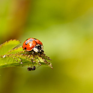 closeup photography of spotted Ladybug on green leaf with garden ant under