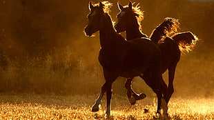 two brown horses, animals, horse