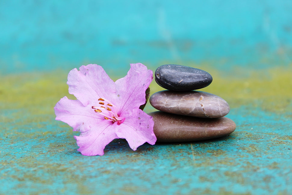 purple Hibiscus flower with brown and black stones HD wallpaper
