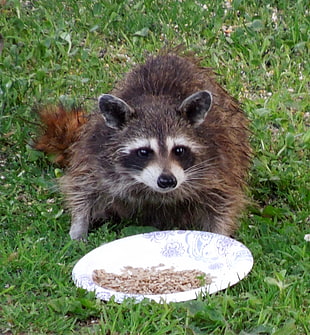 close-up of a raccoon near grey plate HD wallpaper