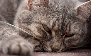 closeup photo of gray tabby cat