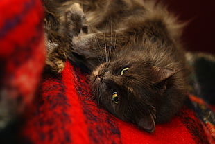 closeup photo of short-fur black and brown cat lying on red and black fleece textile