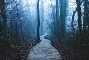 wooden trail in the middle of forest HD wallpaper