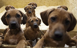 brown puppies