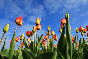 low angle photo of red and yellow tulip flowers