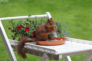 squirrel on brown plastic plate