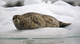 sea lion on ice near body of water HD wallpaper