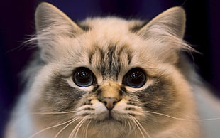 long fur brown cat