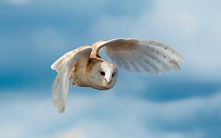 white and yellow owl flying under cloudy sky