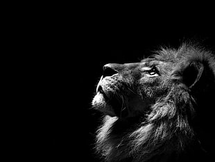 lion, monochrome, animals HD wallpaper