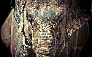 Elephant photography in shallow focus lenbs