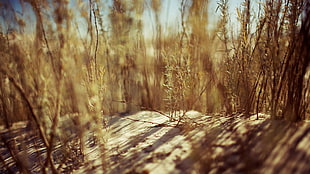 photograph of withered plants, nature, sand, depth of field, plants