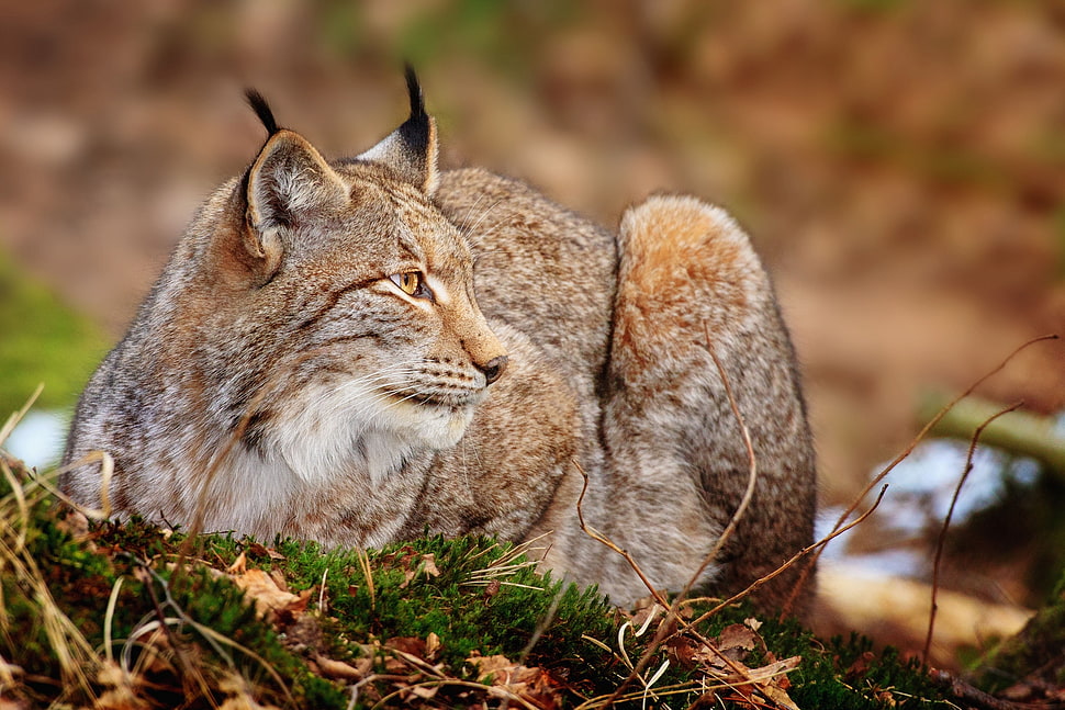 white 4-legged animal during daytime HD wallpaper