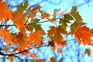 low angle view of maple leaf HD wallpaper
