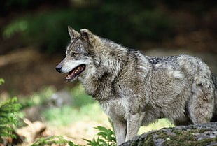 gray Wolf HD wallpaper