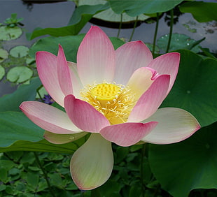 pink Lotus flower in closeup photo HD wallpaper