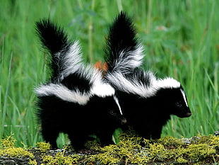 shallow focus photography of two black-and-white skunks on grass field