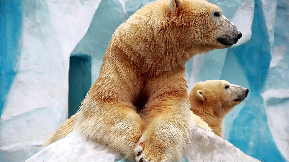 two Polar bears laying on ice berg HD wallpaper