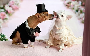 two brown and white chihuahua in bride and groom dress