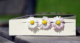 three white petaled flowers in book