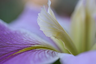 closeup photo of purple petaled flowers HD wallpaper