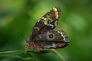Morpho butterfly underwing perched on green leaf closeup photography