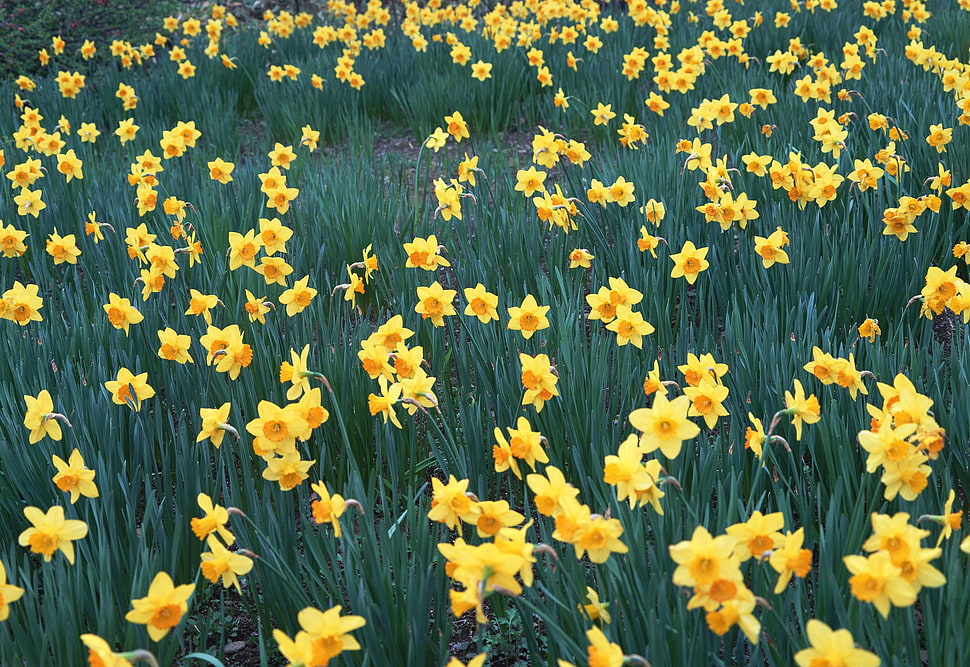 bed of yellow petaled flower HD wallpaper