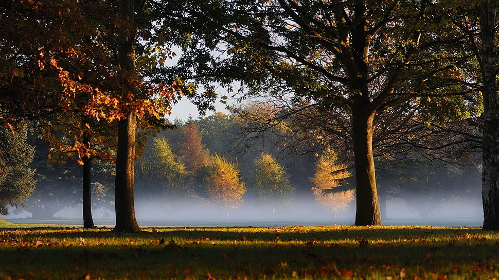 maple tree during daytime photo HD wallpaper