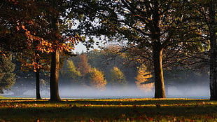 maple tree during daytime photo