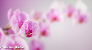 pink orchid in macroshot
