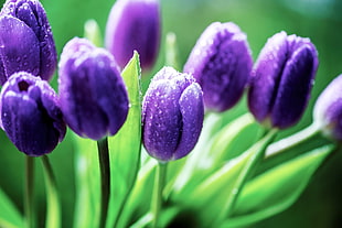 purple tulip flowers, flowers, tulips, purple flowers, dew HD wallpaper